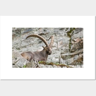 Large Male Ibex Posters and Art